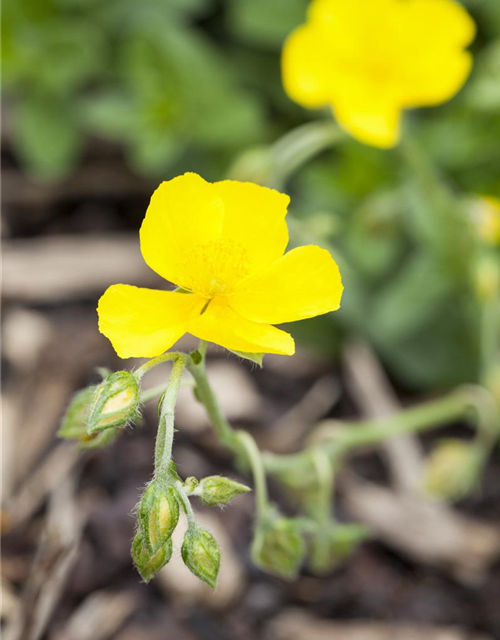 Helianthemum x cultorum Golden Queen