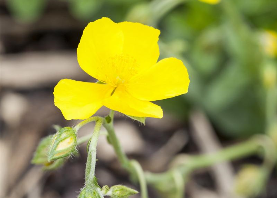 Helianthemum x cultorum Golden Queen