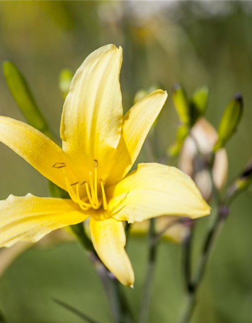 Hemerocallis lilioasphodelus