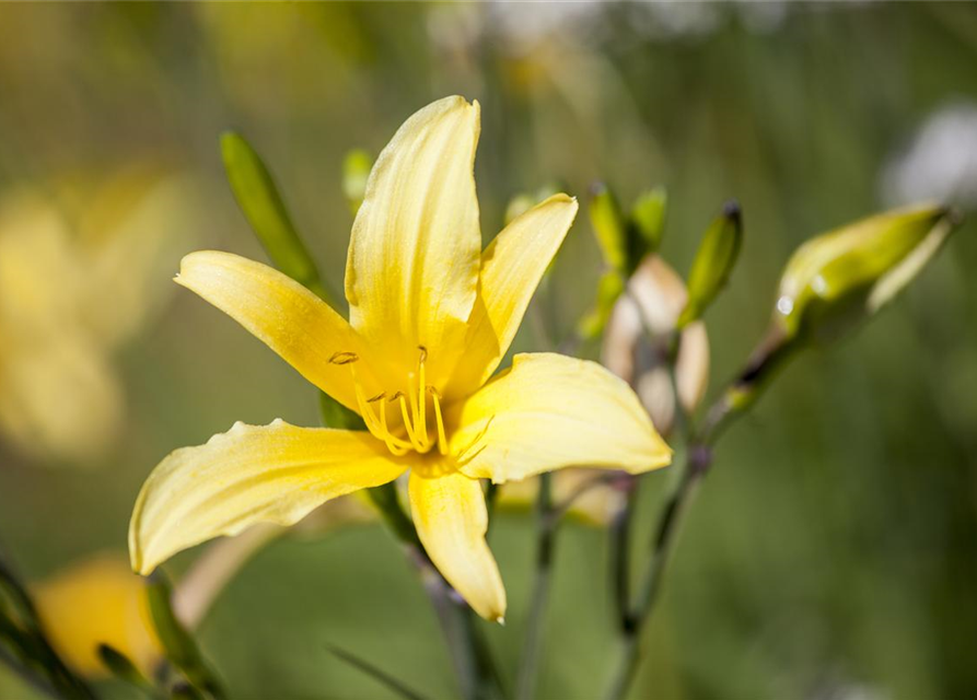 Hemerocallis lilioasphodelus