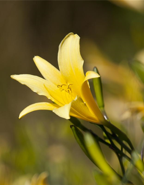 Hemerocallis lilioasphodelus