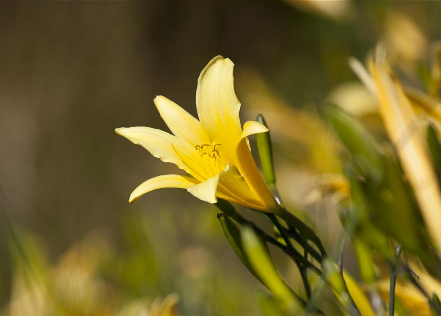 Hemerocallis lilioasphodelus