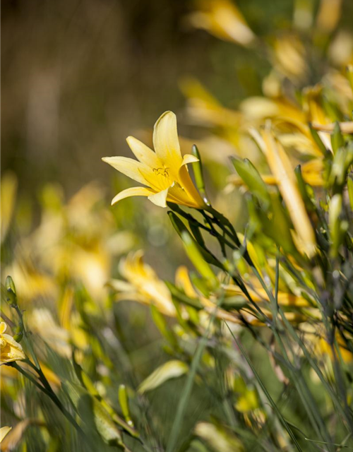 Hemerocallis lilioasphodelus