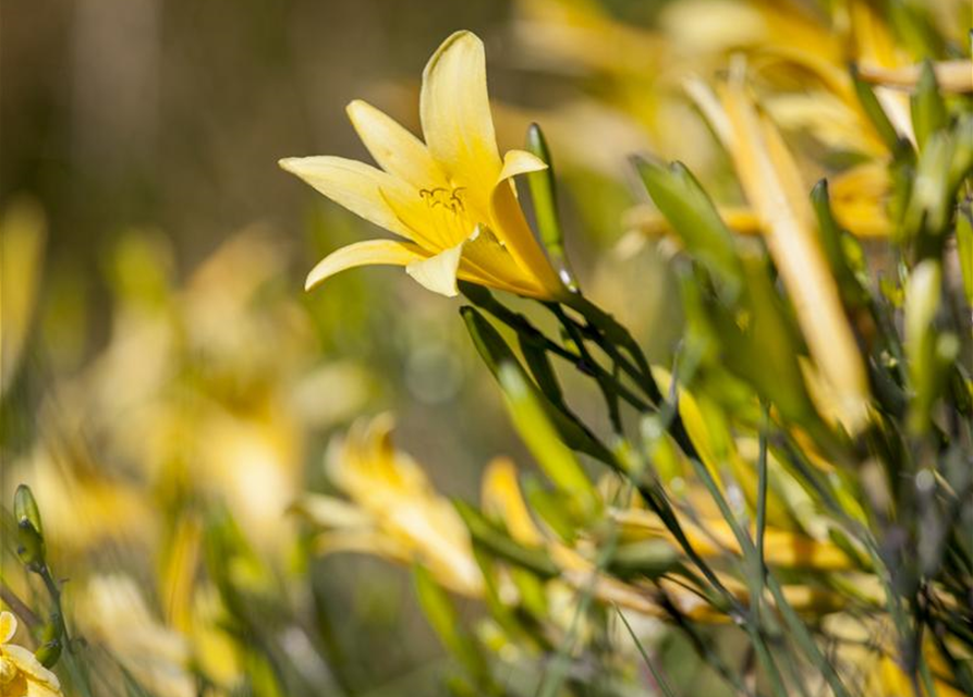 Hemerocallis lilioasphodelus