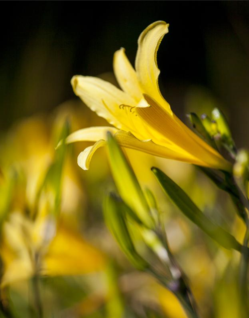 Hemerocallis lilioasphodelus