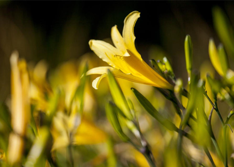 Hemerocallis lilioasphodelus