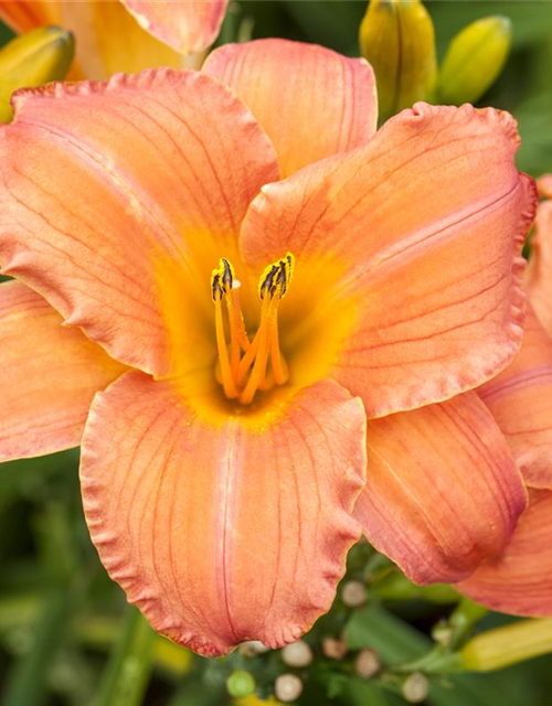 Hemerocallis x cultorum Pink Damask