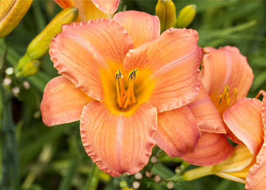 Hemerocallis x cultorum Pink Damask