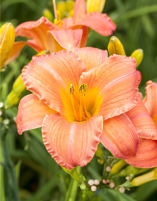 Hemerocallis x cultorum Pink Damask