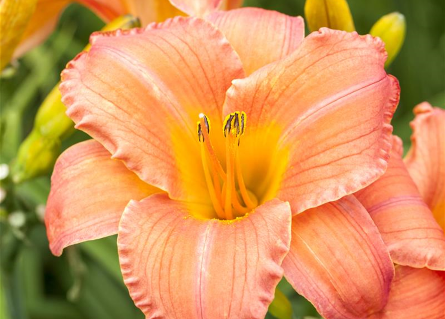 Hemerocallis x cultorum Pink Damask