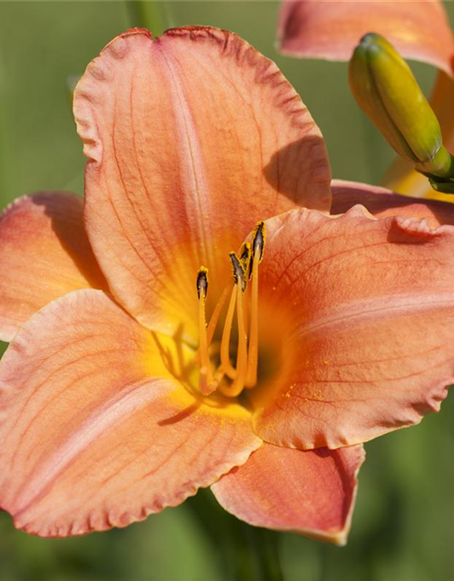 Hemerocallis x cultorum Pink Damask