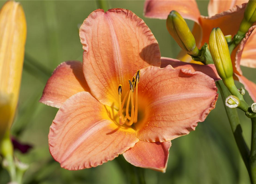 Hemerocallis x cultorum Pink Damask