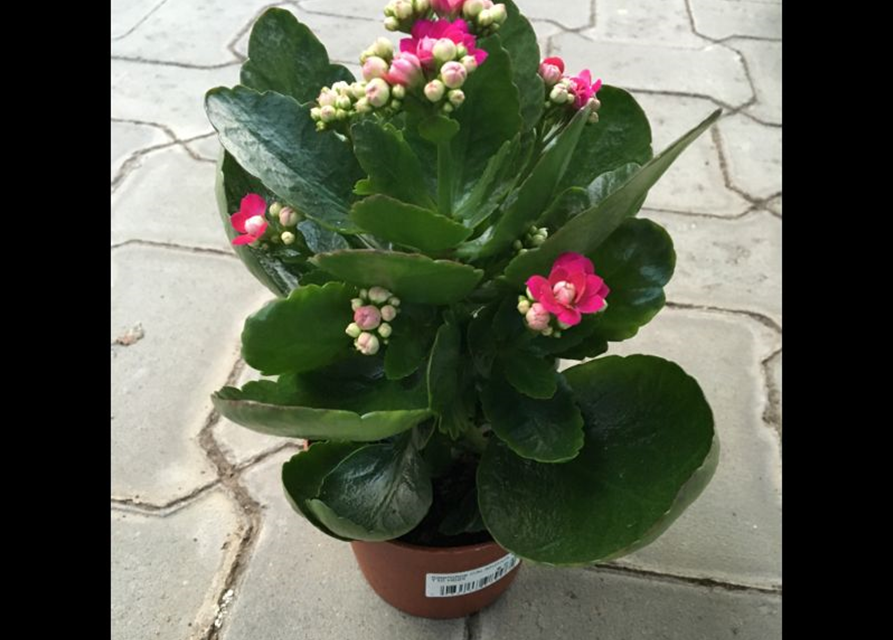 Kalanchoe Calandiva Mix