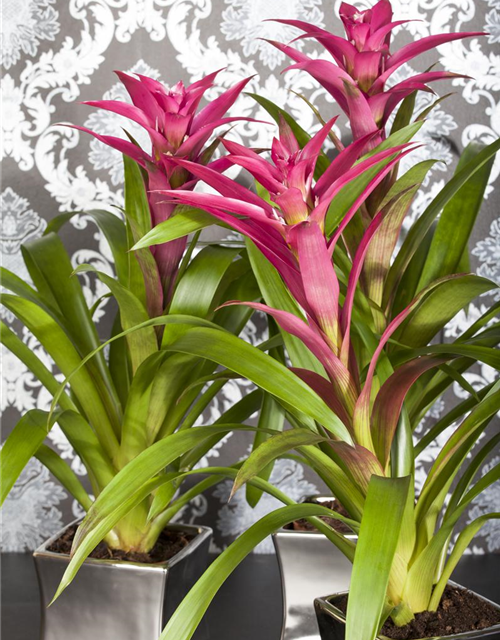 Guzmania Mix