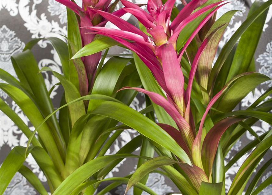 Guzmania Mix