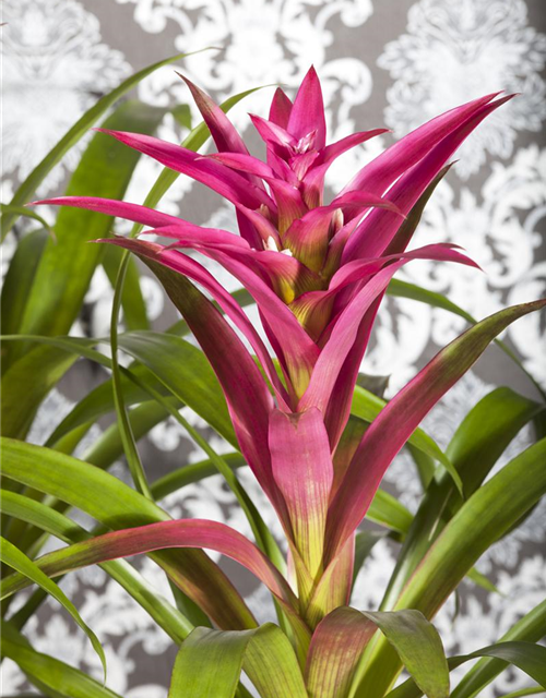 Guzmania Mix