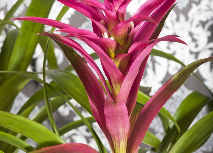 Guzmania Mix