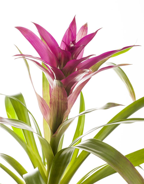 Guzmania Mix