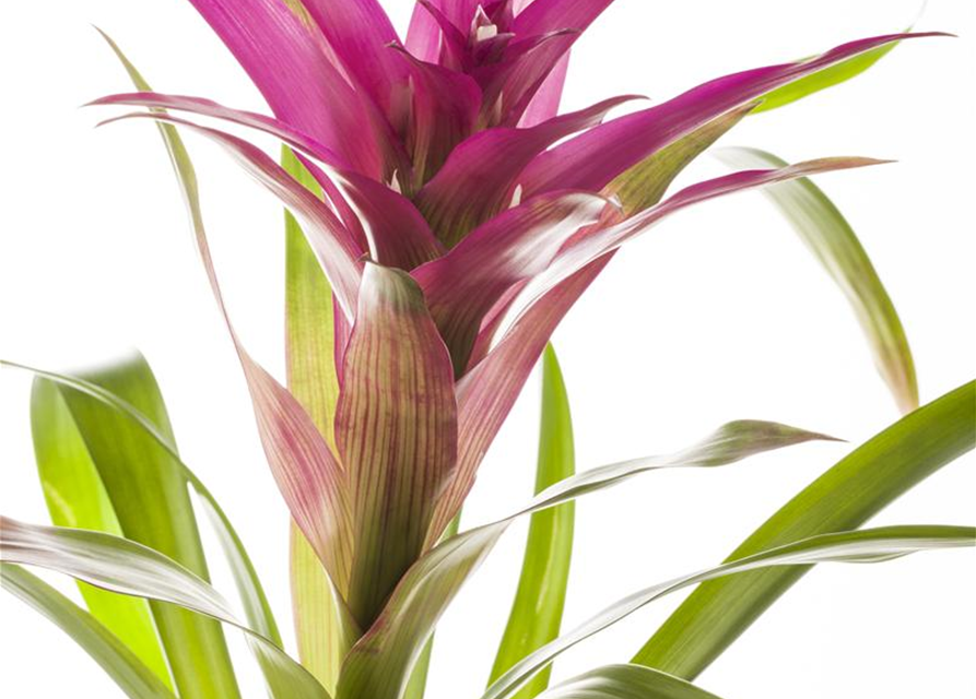 Guzmania Mix