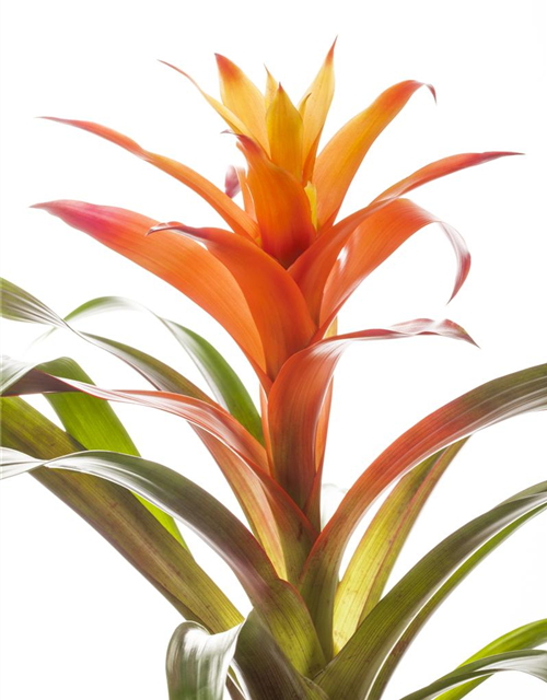 Guzmania Mix