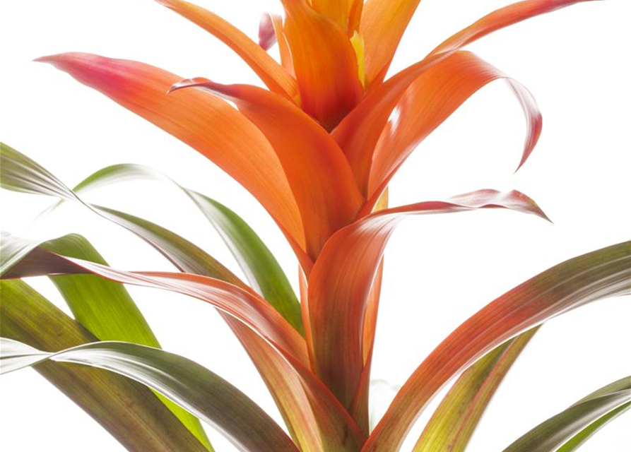 Guzmania Mix