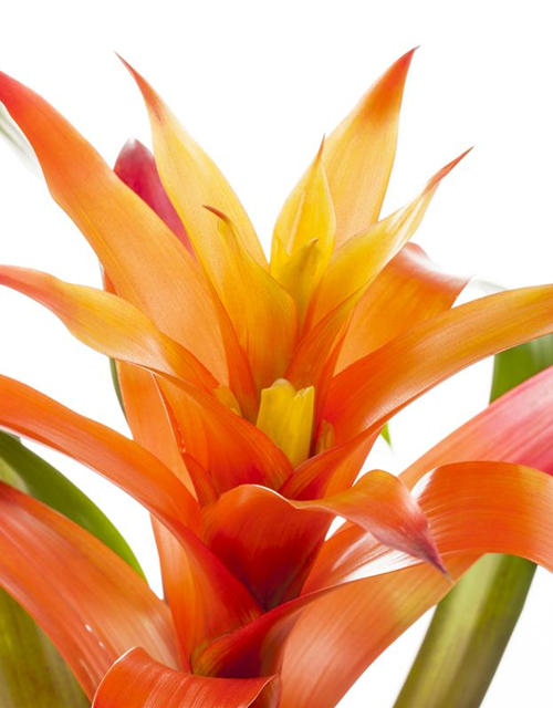 Guzmania Mix