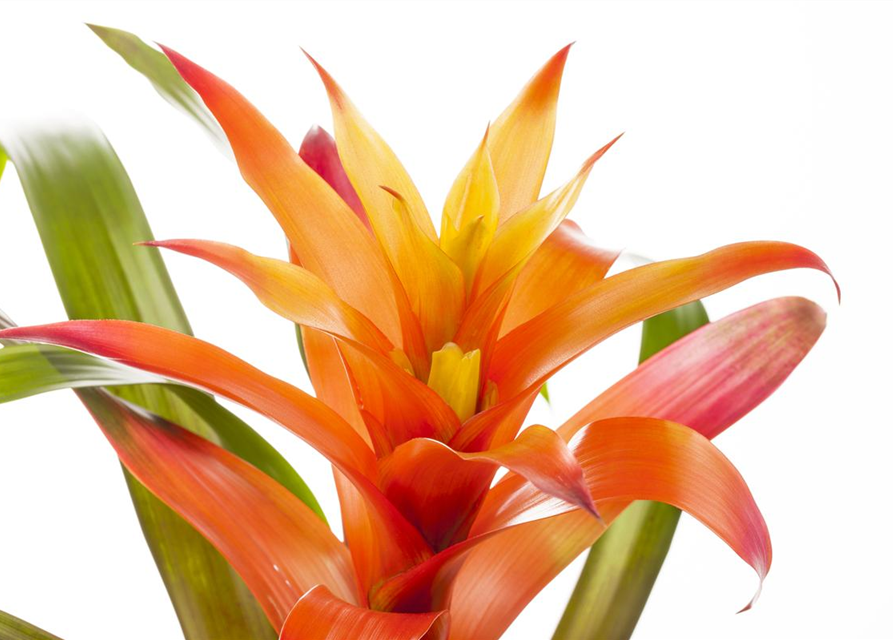 Guzmania Mix