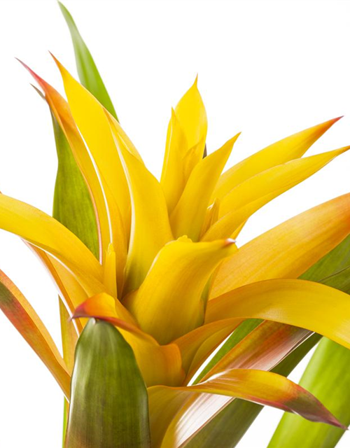 Guzmania Mix