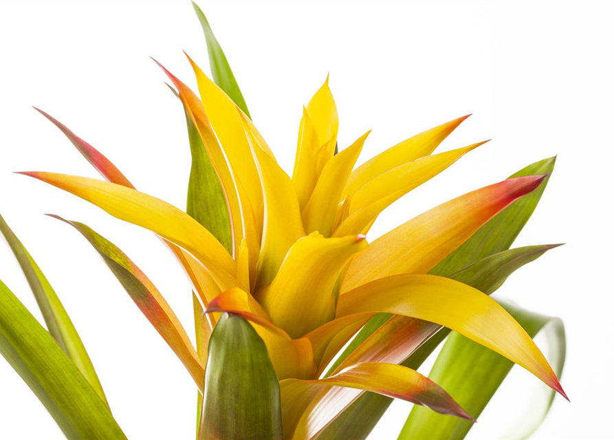 Guzmania Mix