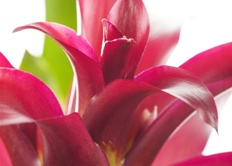 Guzmania Mix