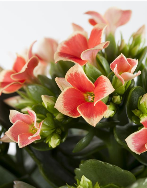 Kalanchoe Queen Cutflow