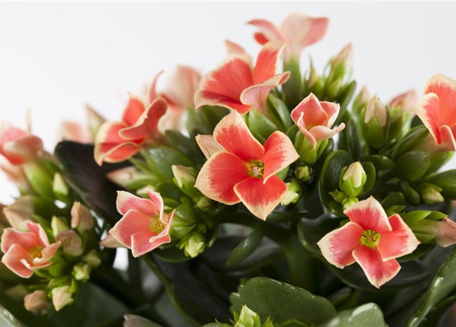 Kalanchoe Queen Cutflow