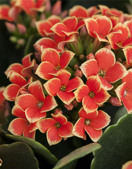 Kalanchoe Queen Cutflow