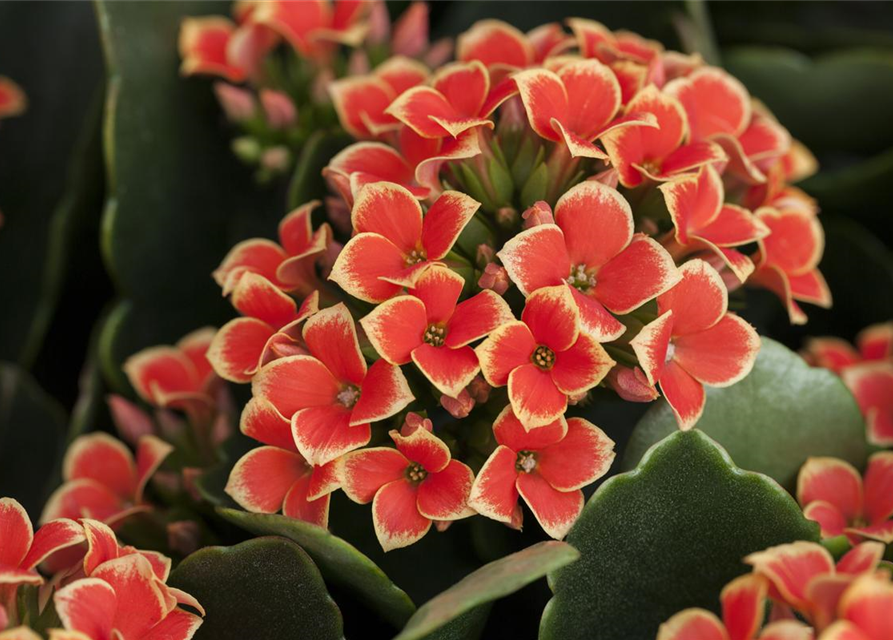 Kalanchoe Queen Cutflow