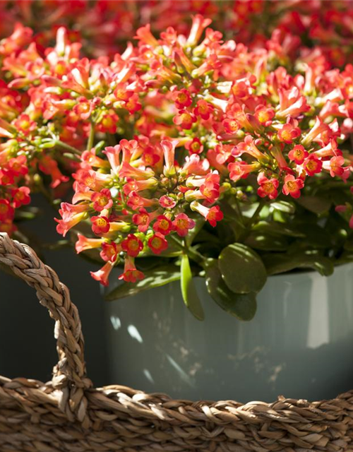 Kalanchoe Queen Cutflow