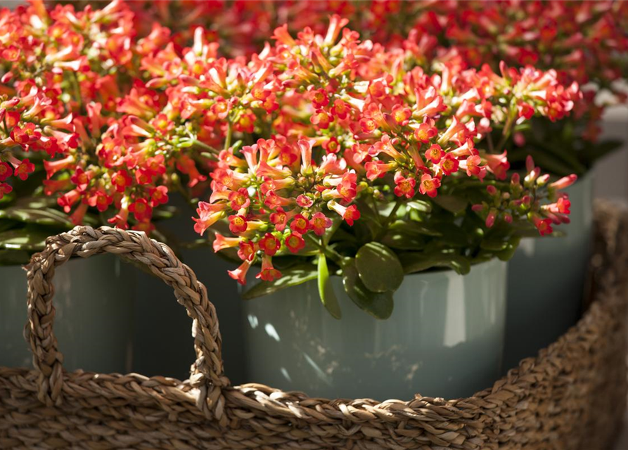 Kalanchoe Queen Cutflow