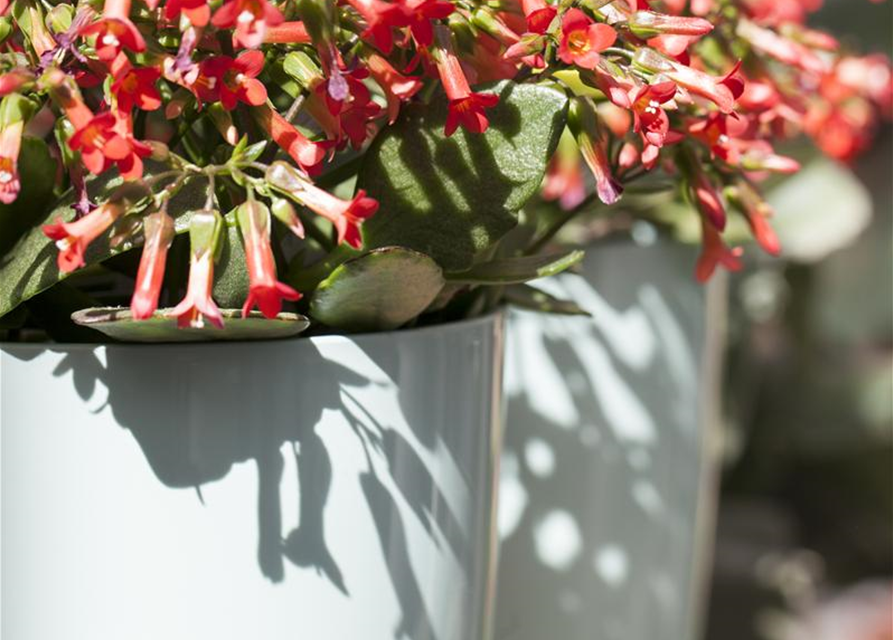 Kalanchoe Queen Cutflow