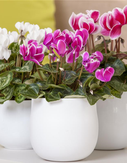 Cyclamen persicum Midi Mix