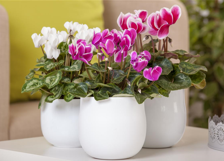 Cyclamen persicum Midi Mix