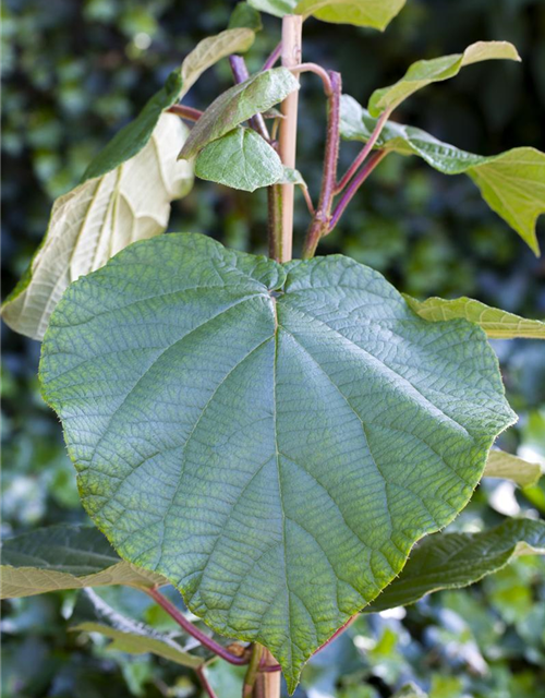 Actinidia deliciosa Atlas