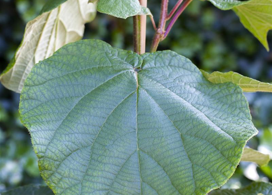 Actinidia deliciosa Atlas