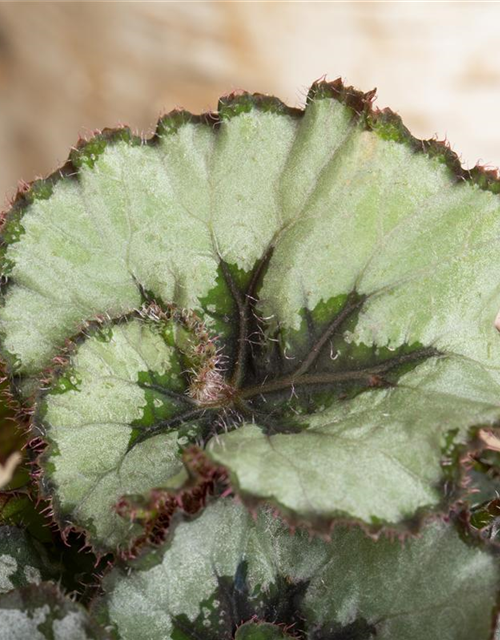 Begonia Rex Hybrid Escargot