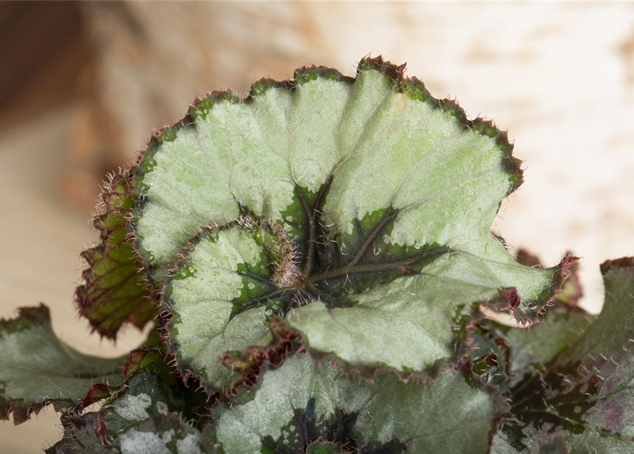 Begonia Rex Hybrid Escargot