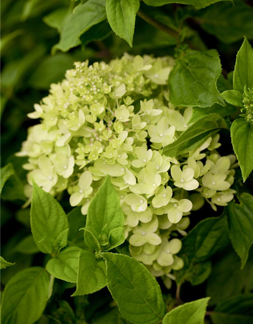 Hydrangea paniculata Little Lime