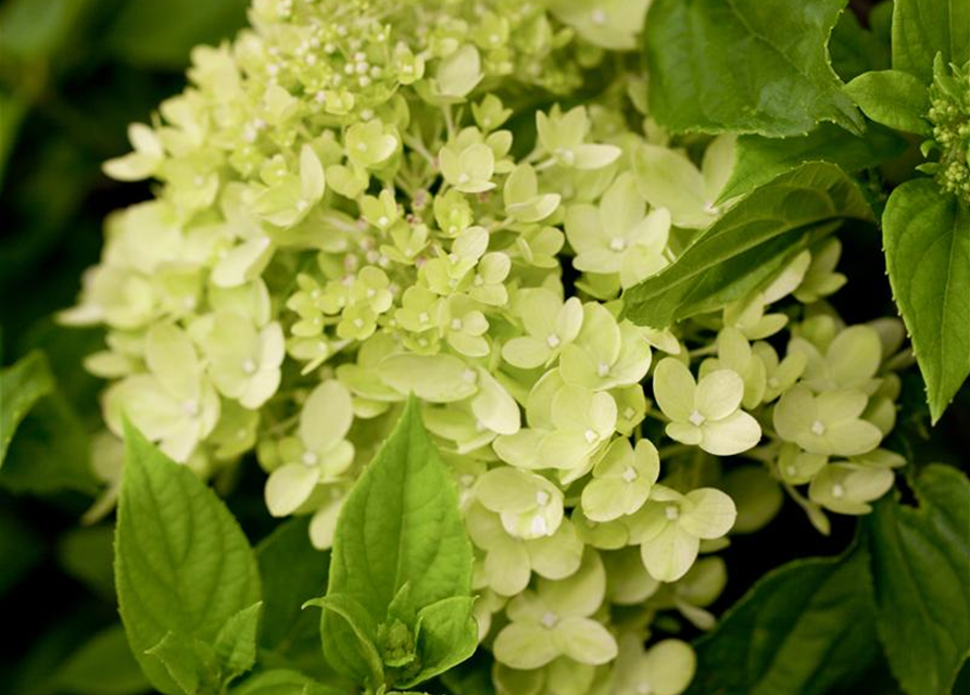 Hydrangea paniculata Little Lime