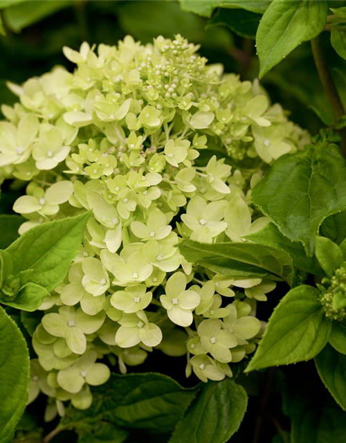 Hydrangea paniculata Little Lime