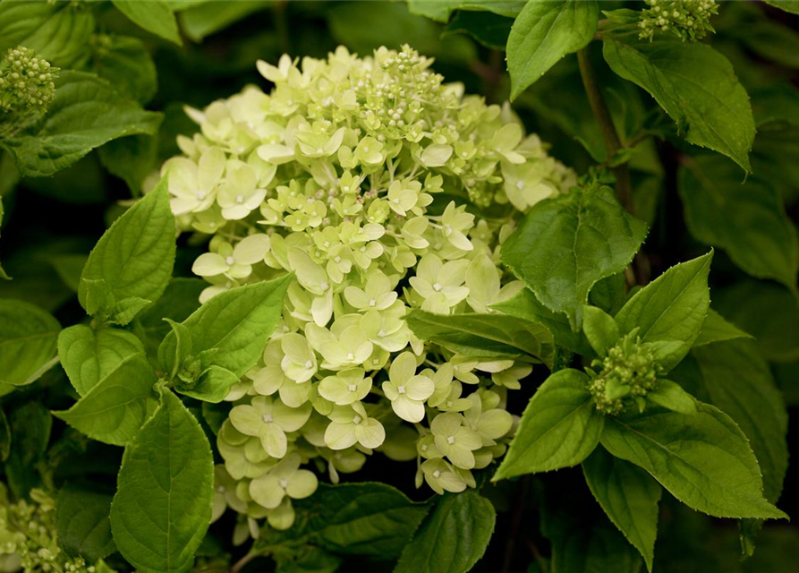 Hydrangea paniculata Little Lime