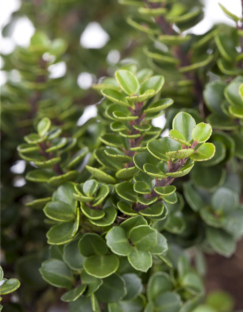 Ilex crenata Rotundifolia Bonsai