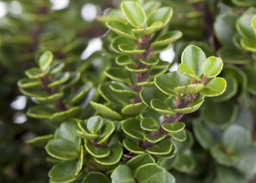 Ilex crenata Rotundifolia Bonsai