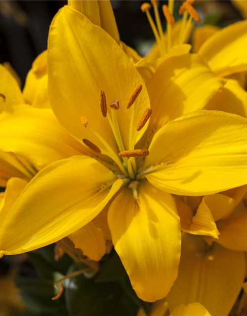 Lilium x cultorum Rio de Janeiro